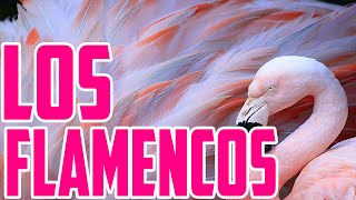 Los Flamencos de Bolivia  Viento Compositor Víctor Casahuamán Bendezú [upl. by Osnerol171]