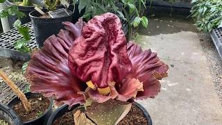 Amorphophallus paeoniifolius in Bloom [upl. by Anelyak328]