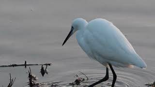 Techniques de pêche de laigrette garzette [upl. by Nileak]