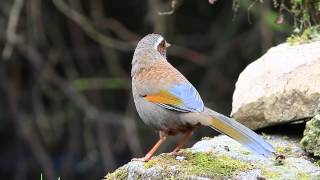 Whitewhiskered Laughingthrush [upl. by Ruenhs450]