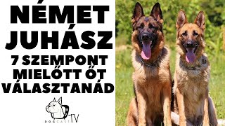 Mielőtt kutyát vennél  NÉMET JUHÁSZkutya  7 Fontos Szempont DogCast TV [upl. by Ahsier]