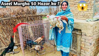 Aseel Hens Ka business Kar Liya  Village Sisters Pets Vlogs  Aseel Murga [upl. by Oliviero41]