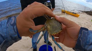 How to dispatch a blue crab for bait [upl. by Aneras]