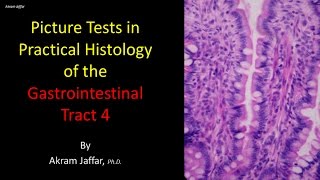 Picture tests in histology of the gastrointestinal system 4 [upl. by Leal9]