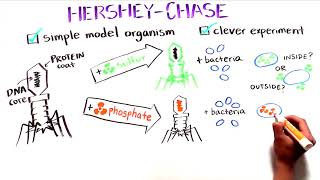 The Hershey and Chase Experiment  Discovery of DNA as the genetic material [upl. by Hasheem]