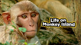 what can monkeys teach us about human behavior [upl. by Debarath809]