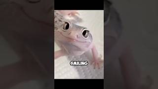 The Adorable Leopard Geckos  The Truth About Their Smile 🤔 [upl. by Lrad]