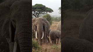 Amaizing Amboseli  Amboseli National Park Kenya [upl. by Ahseym236]