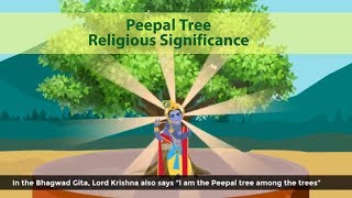 Peepal tree religious importance Ficus Religiosa [upl. by Honey]