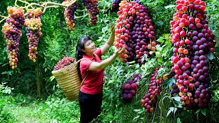 How to Harvest Grape goes To Market Sell  Harvesting and Cooking Tieu Vy Daily Life [upl. by Nert]