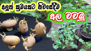 නිවසේදීම අලුත් ක්‍රමයකට අල වවමු How To Grow Potatoes In a Pot [upl. by Acimaj]