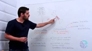 Diferenças entre medula espinhal e medula óssea [upl. by Whitby]