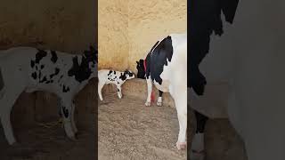 HF cow dairy farm super quality hfcow jerseycow देपालपुर आष्टा [upl. by Sucramraj964]