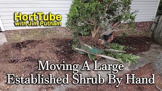 Transplanting A Large Established Shrub By Hand [upl. by Cherlyn]