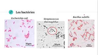 Photos de microorganismes au microscope [upl. by Edmee163]