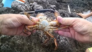 A caccia di granchi felloni favolli pelosi tra gli scogli Crab hunting [upl. by Niamrej]