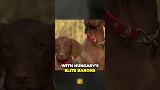 Origins of the Vizsla Dog Breed [upl. by Amsirhc]