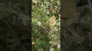 Arctic warbler Phylloscopus borealis Spurn 28th 2024September birds birdwatching warblers [upl. by Gobert]