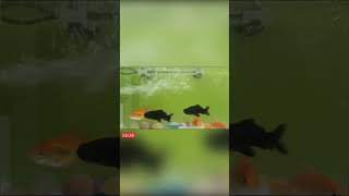 goldfish care tips goldfish tank setupbreeding gold fish at home goat movie ilayathalapathy [upl. by Franckot408]