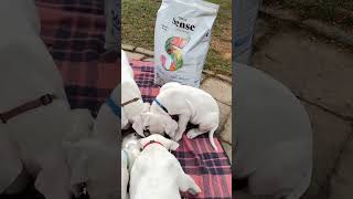 Dogo argentino puppies Lithuania puppy dogoargentinopuppies dogoargentinadogs [upl. by Ayna]