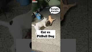 Cat Vs PitBull Dog 👻  Kungfu Karate 😹  minivlog [upl. by Olrac285]