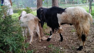 Breding kambing etawa kaligesing vs etawa senduro [upl. by Dauf]