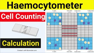 Haemocytometer Cell Counting  Cell Counting Calculation  Cell counting Trypan Blue [upl. by Eenaffit]