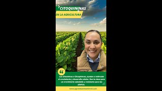 Las Citoquininas o Citocininas en la Agricultura [upl. by Bunker]