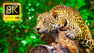 Ultimate Wild Animals Collection in 8K ULTRA HD  8K TV [upl. by Ricky]