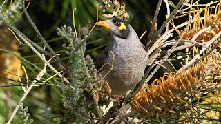 Australian Birds Noisy Miner is everywhere [upl. by Kralc]