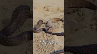 Ular kobra vs komodo animals wildanimal wildlife wildanimals [upl. by Suoicerpal]