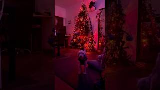 Mi casita christmas alliwantforchristmasisyou merrychristmas music christmassongs [upl. by Hedve]