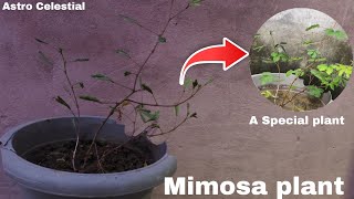 Mimosa plant ☘️ छुईमुई का पौधा 🪴 nature plants  Astro Celestial [upl. by Pablo]