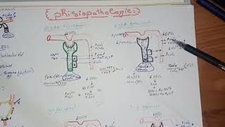 4tout savoir sur linsuffisance rénale aiguë IRAphysiopathologie lIRA intra rénal organique [upl. by Farlie]