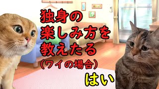 独身の楽しみ方 猫ミーム 猫マニ [upl. by Florenza]