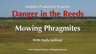 Mowing Phragmites with Emily Sullivan Danger in the Reeds [upl. by Atilamrac155]