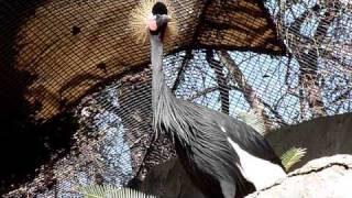 Grey Crowned Crane [upl. by Halley293]