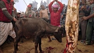 Human sacrifice animal in india [upl. by Yedoc]