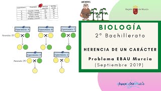 HERENCIA DE UN CARÁCTER Problema EBAU 2019 [upl. by Wendalyn151]