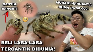 BELI LABALABA PALING CANTIK DAN IMUT DIDUNIA ADA BULU MATANYA JUMPING SPIDER HYLLUS DIARDI [upl. by Ahnavas]