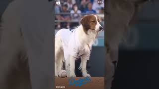 Dodgers shoheiohtani decoy dog fy boulevardchicanas dodgers dodgers tadium viral [upl. by Torbart]