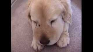 Dogs face swollen after being bitten by a Rattlesnake the day before [upl. by Swann]