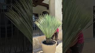 Pot installation  Yucca Rostrata desert plant Unveiling [upl. by Abixah]