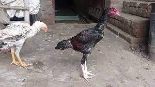 Parrot beak long tail birds And Aseel birds from Amritsar [upl. by Acitel]