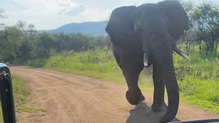 Elephant charge us at Pilanesberg National park [upl. by Filippo206]