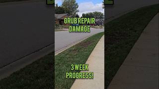 Overseeding Grub Damage 3 Week Update [upl. by Prader807]