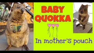 Quokka Baby Quokka in mothers pouch [upl. by Niven]