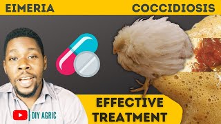 Coccidiosis  Brown and Bloody Poop  How to Treat Coccidiosis Symptoms in Chicken [upl. by Kapeed935]