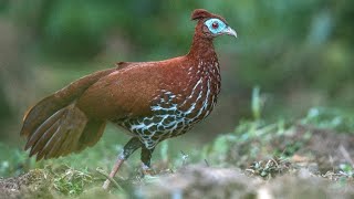 A pheasant surprise Female crested fireback pheasant Lophura rufa [upl. by Mauricio]