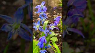 Siberian Squill Flowers In Garden  Scilla siberica [upl. by Nilde]